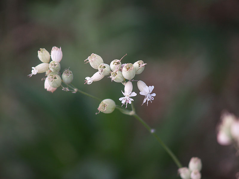 Silene vulgaris sl.